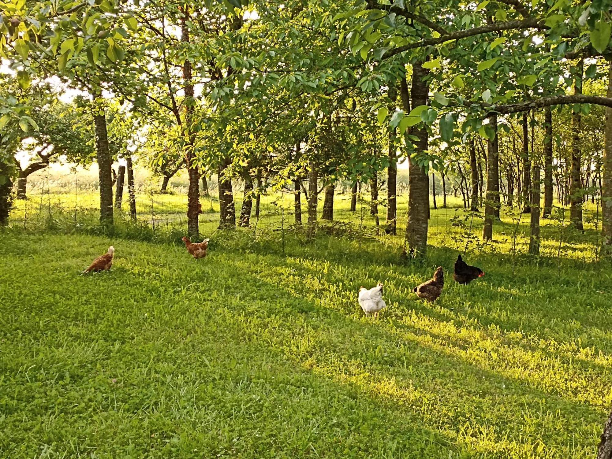 Gite Nature Et Detente Aubréville Zewnętrze zdjęcie